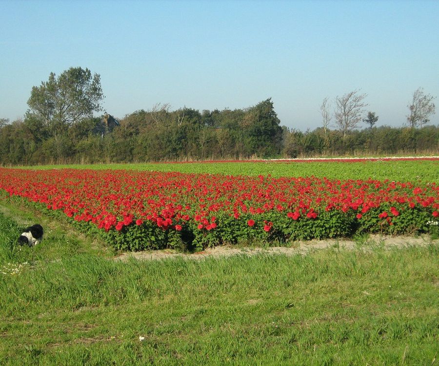 dalia's 10-10-2010 001.jpg